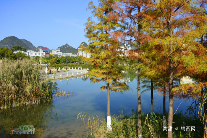 湿地公园，醉美秋色 - 靖西网