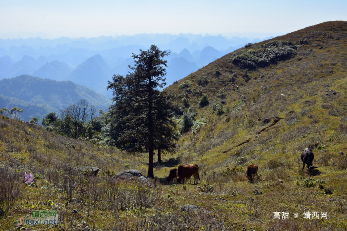 阳光正好，冬游乌鸦山 - 靖西网