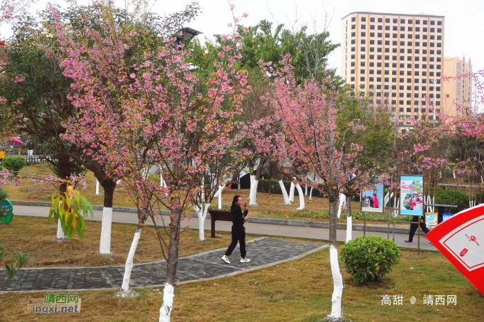 湿地公园樱花艳， - 靖西网