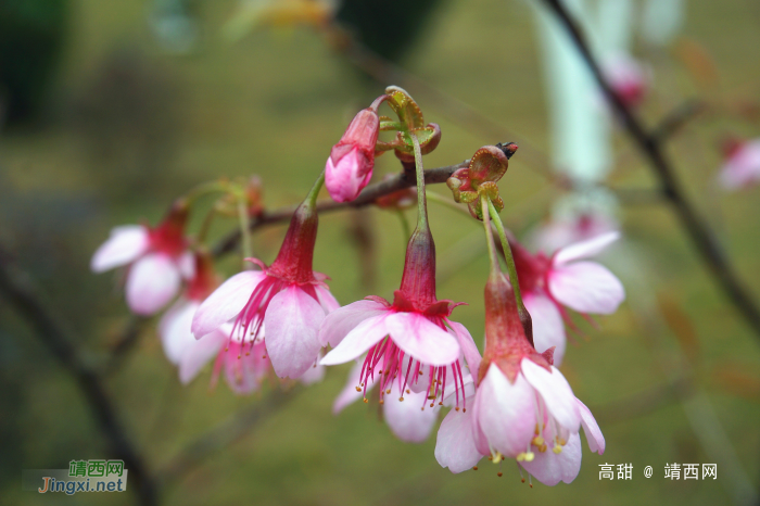 湿地公园樱花艳， - 靖西网