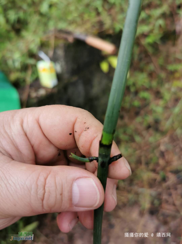 靖西很特殊的植物：笔套 - 靖西网