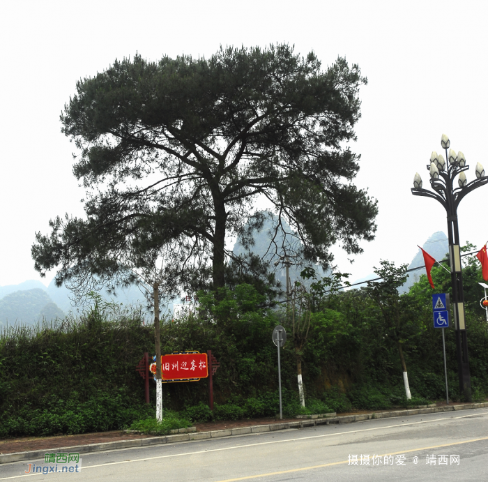 绣球右边那棵树叫什么？ - 靖西网