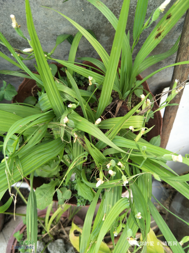 求科普；象兰草一样的植物，有白色小花 - 靖西网