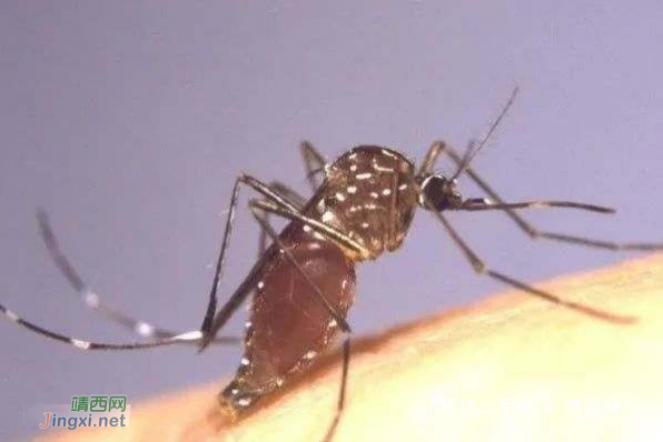 很多人不懂蚊子怕什么，教你几个办法，10分钟把蚊子消灭干净！ - 靖西网