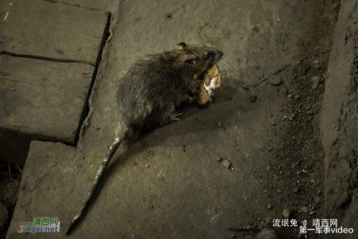 大量老鼠现身美国街头,饥饿导致出现异动,体型大的比狗还强壮 - 靖西网
