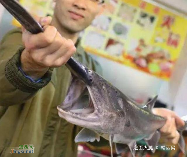 原产于美国的“鸭嘴鱼”，入侵到了中国的河流，专家：这是好事 - 靖西网