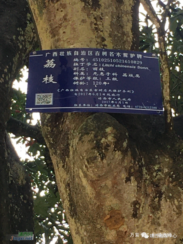 靖西这颗古树，一年可以收果一千多斤，政府挂牌保护…… - 靖西网