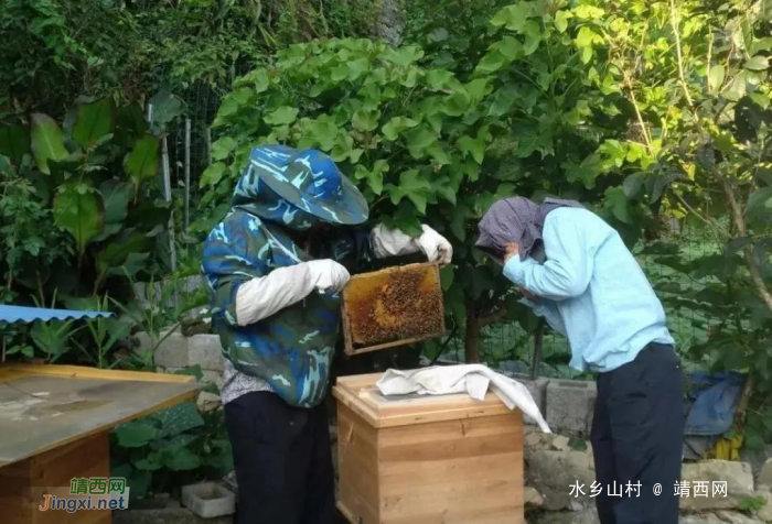 土蜜蜂养殖——打造甜蜜世外桃源 - 靖西网
