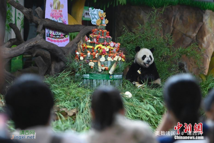 全球唯一大熊猫三胞胎迎六周岁生日 - 靖西网