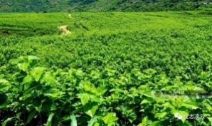 广西凌云：从种红薯玉米发展到特色养殖 山村换新颜 - 靖西网