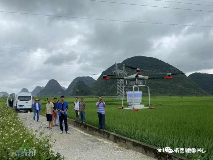 无人机投放赤眼蜂防治水稻螟虫  助力农作物病虫害绿色防控 - 靖西网