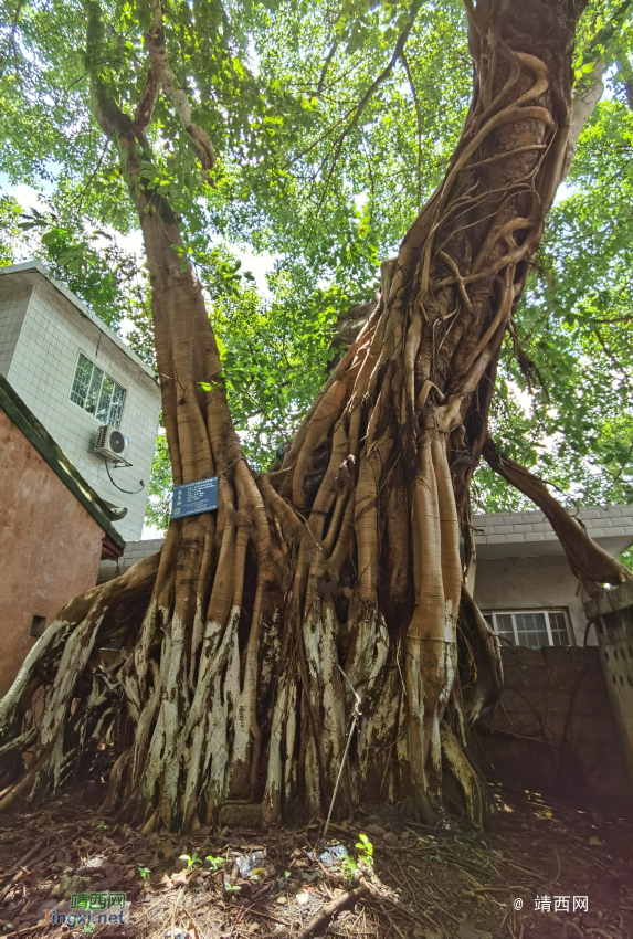 弄行百年榕树 - 靖西网