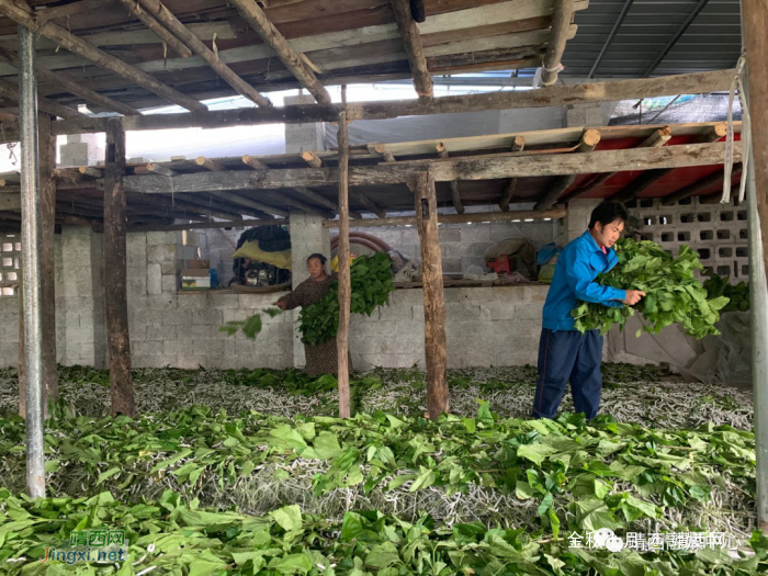 龙邦镇吕那村外屯陆万同种桑养蚕，织出贫困户的致富之路 - 靖西网