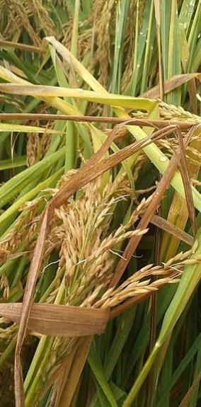 @靖西人：连续多日下雨导致稻谷发芽，你家的稻谷也这样了吗？ - 靖西网