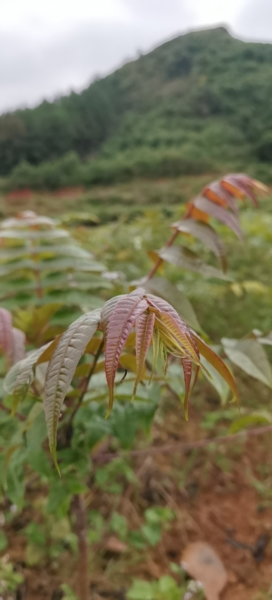 扶贫村的香椿芽，你吃过了吗？ - 靖西网