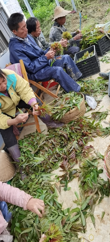 扶贫村的香椿芽，你吃过了吗？ - 靖西网