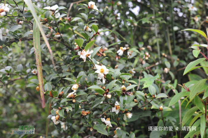 九九登高情怀：补发葛麻炮台下集 - 靖西网