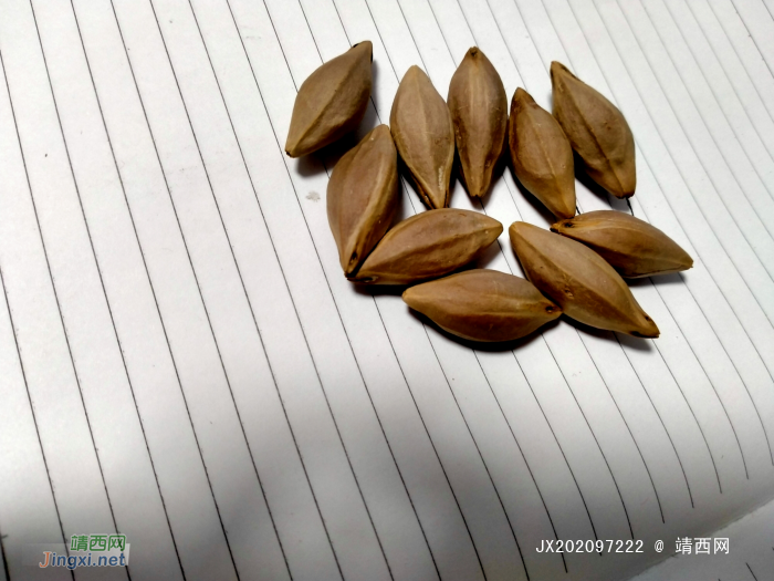 高价收购榄核工艺榄牛头榄