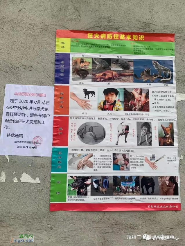 靖西市农业农村局扎实开展动物狂犬病防治工作 - 靖西网