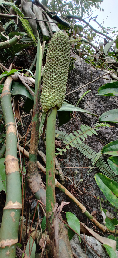 野生火龙果靖西山野就是多