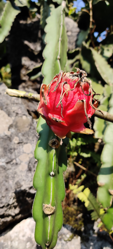 野生火龙果靖西山野就是多