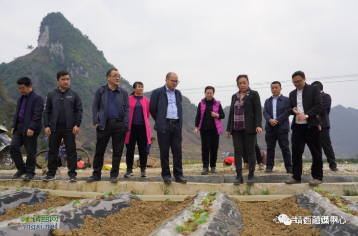 靖西市长郝玉松深入乡镇调研生猪联合体项目和春耕烟叶种植 - 靖西网