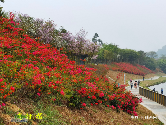 春暖花开，扫黄打卡 - 靖西网