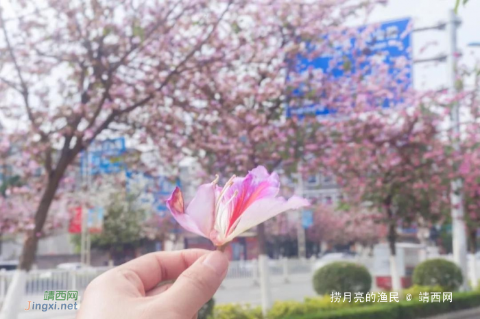 开了！真的开了！靖西城东路的紫荆花惊艳绽放，你看到了吗？ - 靖西网