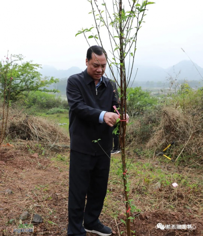 靖西市组织开展2021年“保生态、创宜居”植树造林活动。 - 靖西网