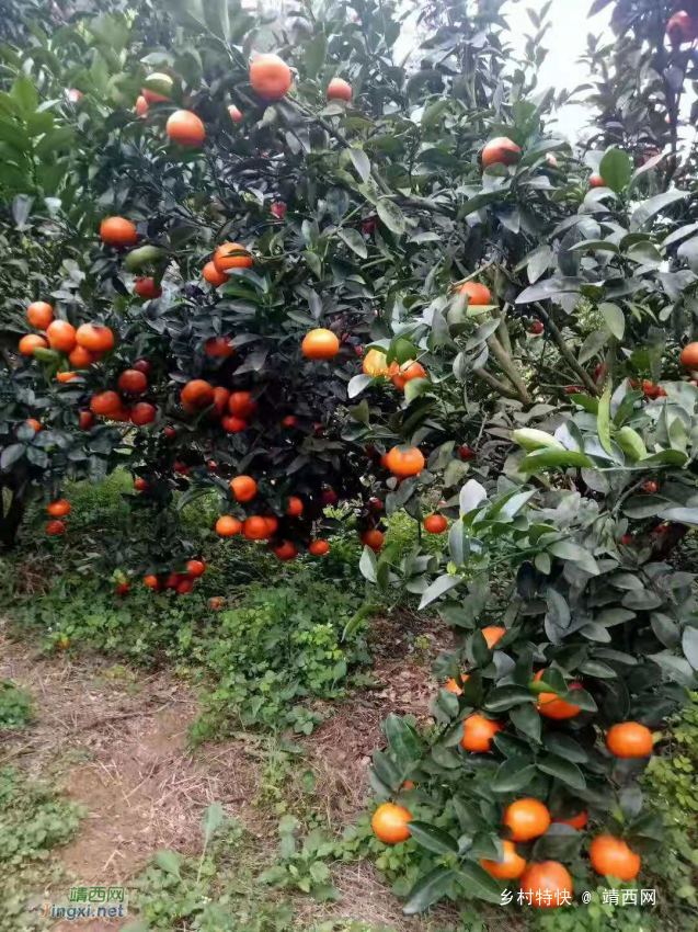 靖西市把择村 莫科特柑橘 正甜时 - 靖西网