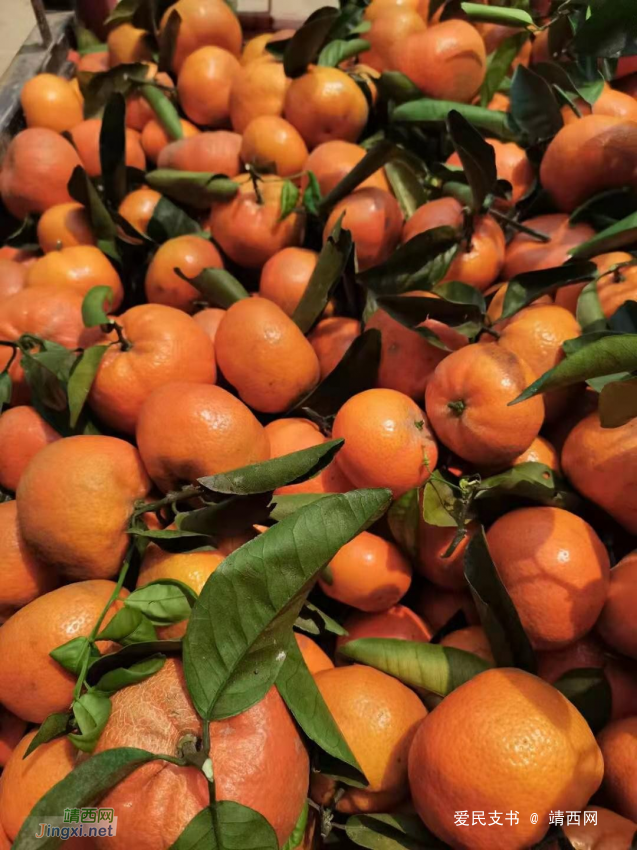 靖西市把择村 莫科特柑橘 正甜时 - 靖西网