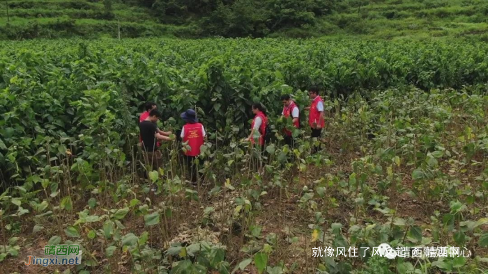 靖西：党史学习重在实践 这两个村党员带头振兴乡村 - 靖西网