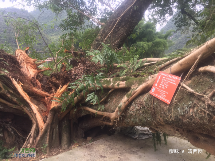 惋惜！靖西河阳村一500年古树倒下，其原因…… - 靖西网