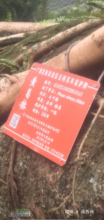 惋惜！靖西河阳村一500年古树倒下，其原因…… - 靖西网