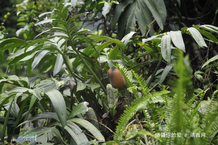 求助公凹，问两种中医草药的学名 - 靖西网