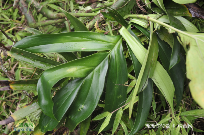 求助公凹，问两种中医草药的学名 - 靖西网