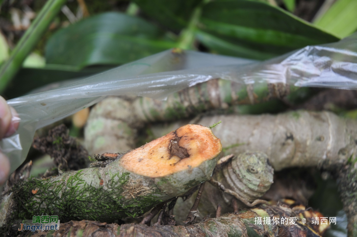 求助公凹，问两种中医草药的学名 - 靖西网