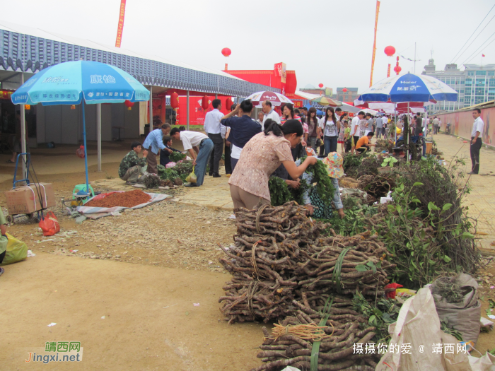 求助公凹，问两种中医草药的学名 - 靖西网