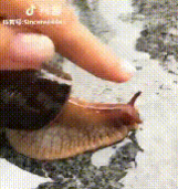 靖西那些大雨后遍地爬的大蜗牛，为啥不能让孩子碰？ - 靖西网