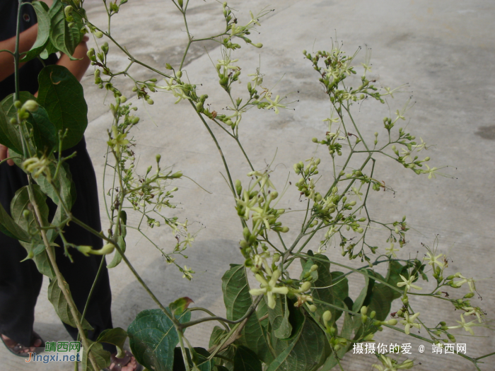 求助公凹，问两种中医草药的学名 - 靖西网