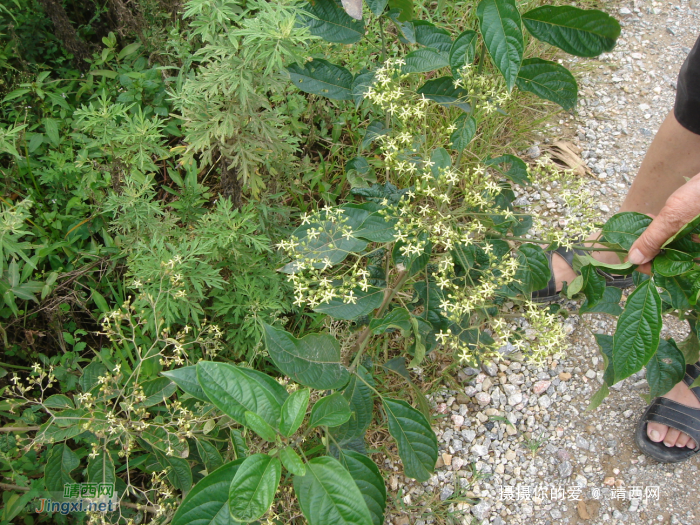 求助公凹，问两种中医草药的学名 - 靖西网