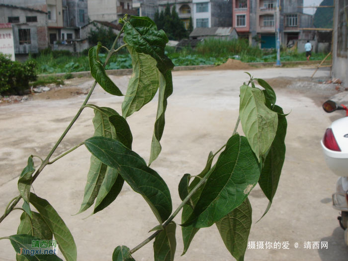 求助公凹，问两种中医草药的学名 - 靖西网