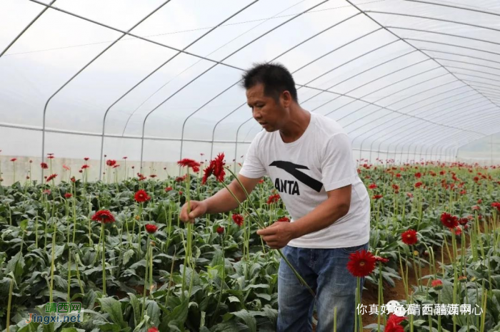 靖西七联村：蔬菜村里的花卉 产业发展的示范 - 靖西网