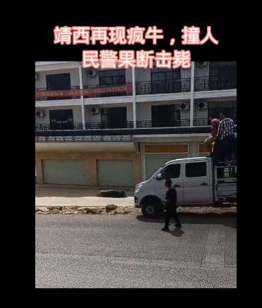 靖西再现疯牛，疑似攻击人！民警果断击毙 - 靖西网