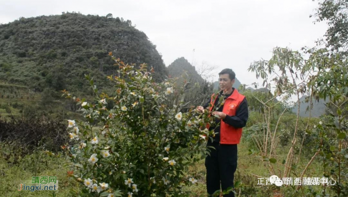 靖西市渠洋镇  油茶香溢致富路 - 靖西网