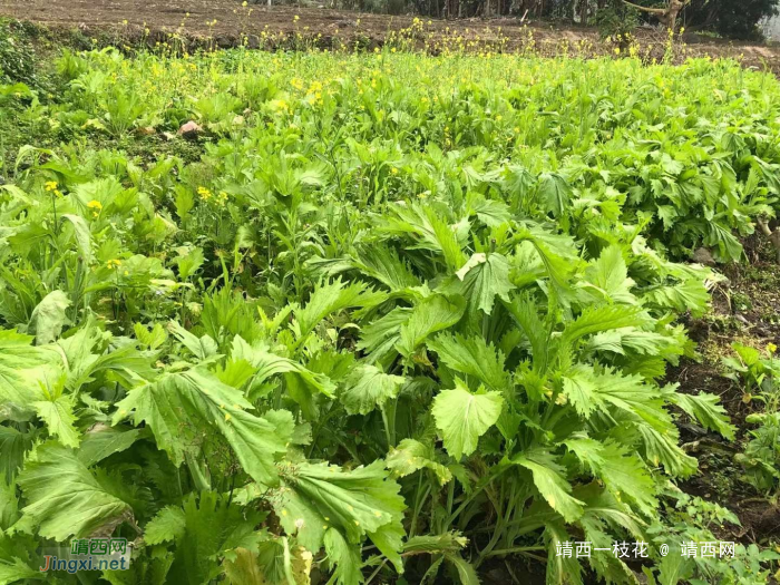 靖西农村的这些菜，你认得多少种？ - 靖西网