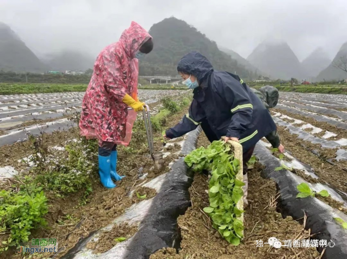 新靖镇:疫情防控不松手 春耕备耕抓在手 - 靖西网 新靖镇:疫情防控不松手 春耕备耕抓在手 - 靖西网