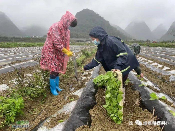 新靖镇：疫情防控不松手 春耕备耕抓在手 - 靖西网