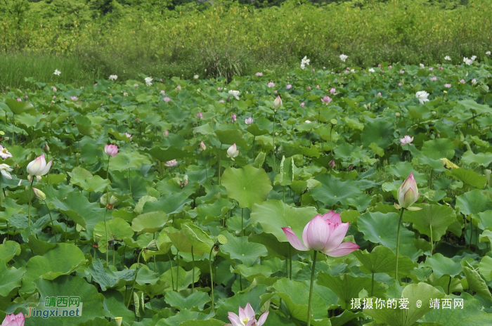 “荷”日君再来之2022六一 - 靖西网 - 第3页