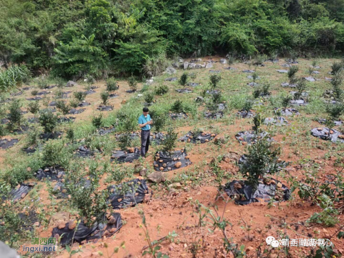 靖西市渠洋镇：兜住兜牢民生底线 不断提高群众满意度 - 靖西网